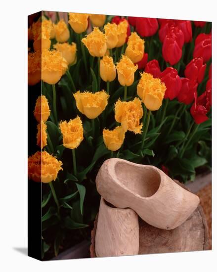 Wooden Shoe Tulips-Ike Leahy-Stretched Canvas