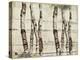 Woodland Birch-The Saturday Evening Post-Premier Image Canvas