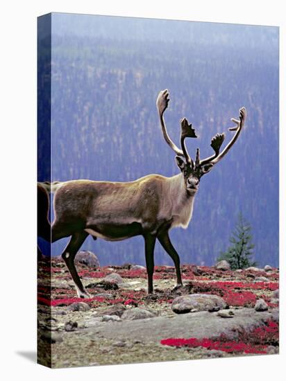 Woodland Caribou on a Ridge During Fall Migration, Quebec, Canada-Charles Sleicher-Premier Image Canvas