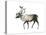 Woodland Caribou (Rangifer Tarandus Caribou), Mammals-Encyclopaedia Britannica-Stretched Canvas