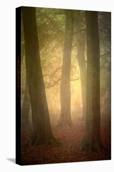 Woodland Dawn-Doug Chinnery-Premier Image Canvas