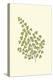 Woodland Ferns II-Edward Lowe-Stretched Canvas