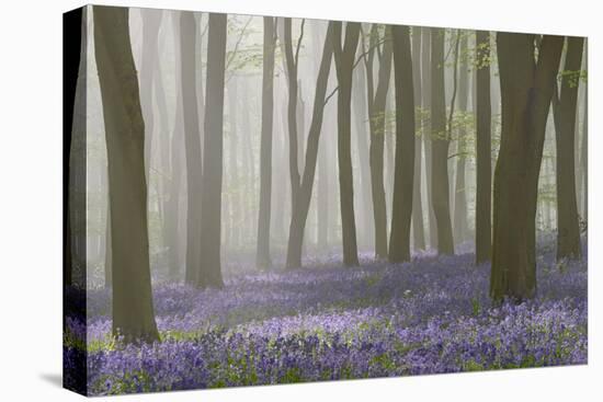 Woodland Filled with Bluebells on a Misty Spring Morning Near Micheldever in Hampshire-Rtimages-Premier Image Canvas