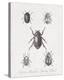 Woodland Insects II-Maria Mendez-Stretched Canvas