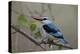 Woodland Kingfisher (Halcyon Senegalensis), Kruger National Park, South Africa, Africa-James Hager-Premier Image Canvas