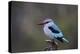 Woodland Kingfisher (Halcyon Senegalensis), Kruger National Park, South Africa, Africa-James Hager-Premier Image Canvas