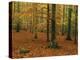 Woodland of Beech Trees in Autumn in the Forest of Compiegne in Picardie, France, Europe-Michael Busselle-Premier Image Canvas