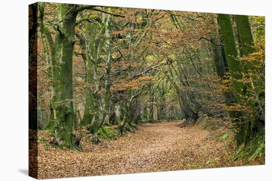 Woodland Path-Adrian Bicker-Premier Image Canvas