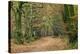 Woodland Path-Adrian Bicker-Premier Image Canvas