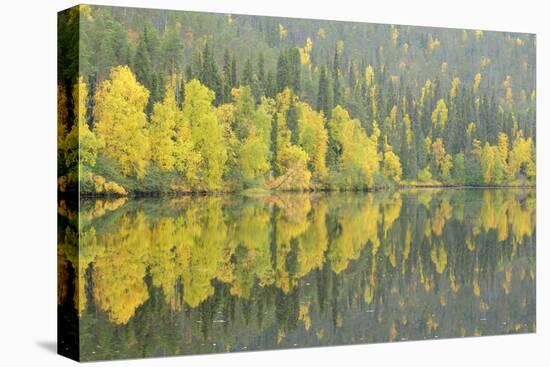 Woodland (Predominantly Spruce and Silver Birch)Oulanka River, Finland, September 2008-Widstrand-Premier Image Canvas