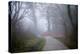 Woodland Scenery in England-David Baker-Premier Image Canvas