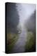 Woodland Scenery in England-David Baker-Premier Image Canvas