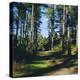 Woodland Walk, Sherwood Forest, Edwinstowe, Nottinghamshire, England-L Bond-Premier Image Canvas