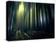 Woodland Walk-Josh Adamski-Premier Image Canvas