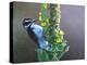 Woodpecker Mullen-Chris Vest-Stretched Canvas