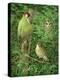 Woodpecker, Owl and Thrush-Birgitte Hendil-Premier Image Canvas