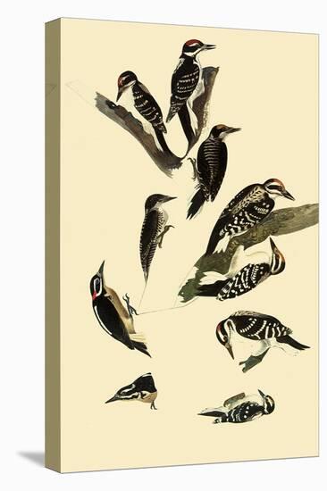 Woodpeckers-John James Audubon-Premier Image Canvas