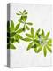 Woodruff, Galium Odoratum, Leaves, Green, Blossom-Axel Killian-Premier Image Canvas