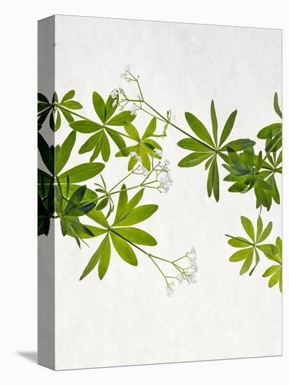 Woodruff, Galium Odoratum, Leaves, Green, Blossom-Axel Killian-Premier Image Canvas