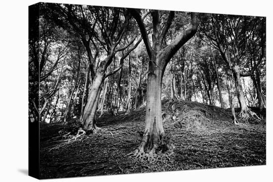 Woods at County Tipperary, Ireland-Simon Marsden-Premier Image Canvas