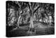 Woods at County Tipperary, Ireland-Simon Marsden-Premier Image Canvas