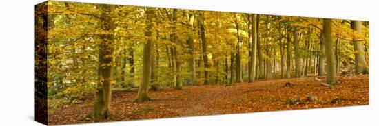 Woods in Autumn Time, Surrey, England, Uk-Jon Arnold-Premier Image Canvas