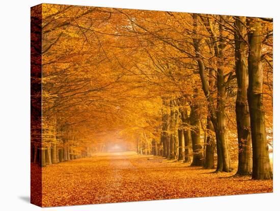 Woods in autumn-Pangea Images-Stretched Canvas