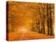 Woods in autumn-Pangea Images-Stretched Canvas