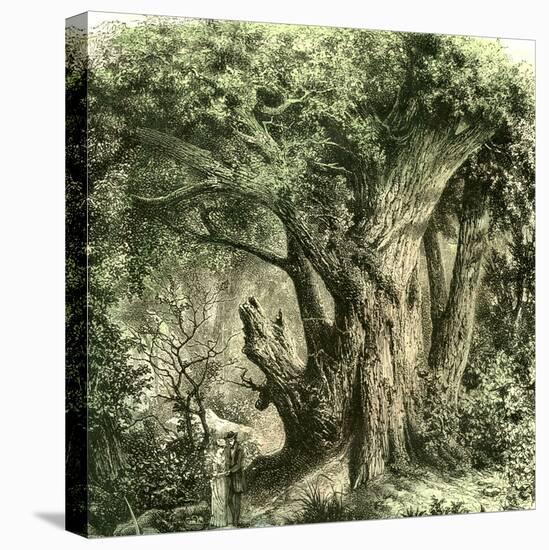 Woods Uk 19th Century-null-Premier Image Canvas