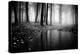 Woods-PhotoINC-Premier Image Canvas