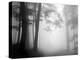 Woods-null-Premier Image Canvas