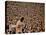 Woodstock, 1970-null-Stretched Canvas