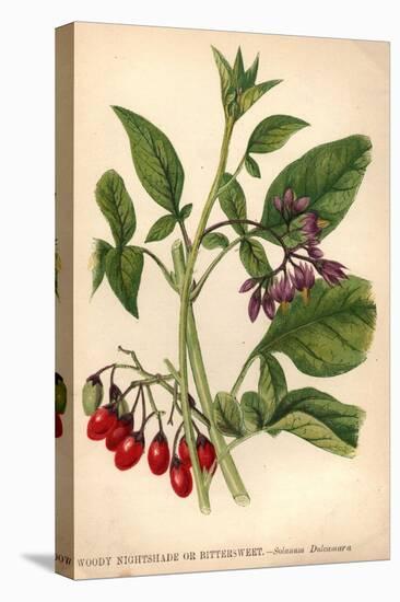 Woody Nightshade-Hulton Archive-Premier Image Canvas