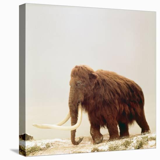 Woolly Mammoth Prehistoric Reconstruction-Arthur Hayward-Premier Image Canvas