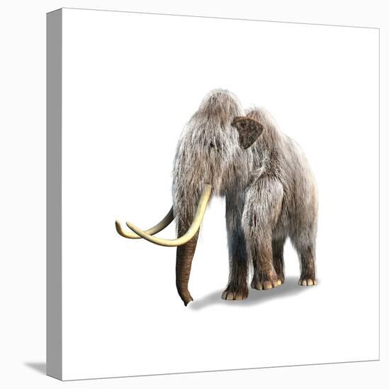 Woolly Mammoth, White Background-null-Stretched Canvas