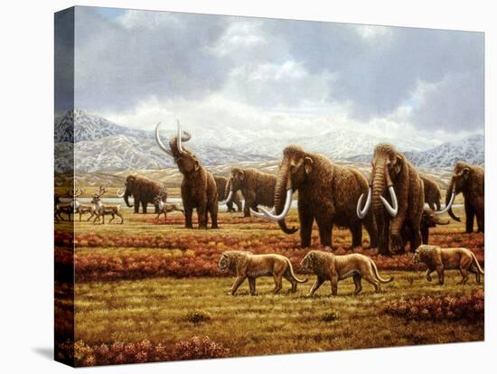 Woolly Mammoths-Mauricio Anton-Premier Image Canvas