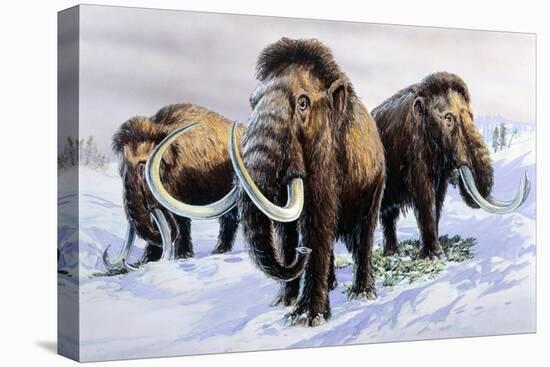 Woolly Mammoths-null-Premier Image Canvas