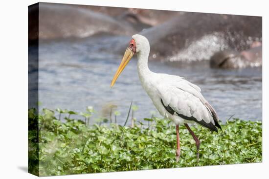 Woolly-necked stork-Lee Klopfer-Premier Image Canvas