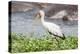 Woolly-necked stork-Lee Klopfer-Premier Image Canvas