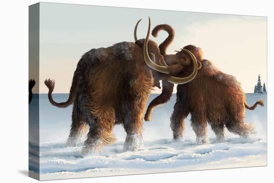 Wooly Mammoths-Lantern Press-Stretched Canvas