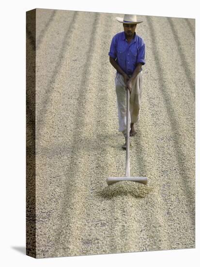 Worker Using Hoe Like Device to Turn Coffee Beans Drying in the Sun at La Retana Plantation-John Dominis-Premier Image Canvas
