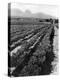 Workers Picking Grapes in Vineyard, Paarl, South Africa, June 1955-null-Premier Image Canvas