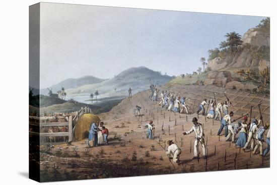 Working in the Field in Antigua, Lesser Antilles, 1823-William Clark-Premier Image Canvas