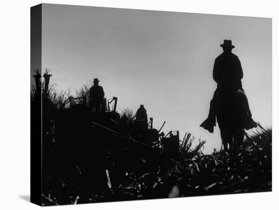 Workmen Harvesting Sugar Cane in a Field-Howard Sochurek-Premier Image Canvas