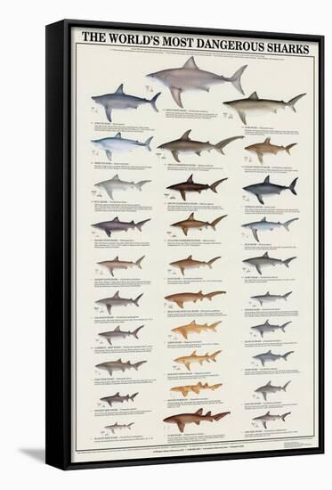World's Most Dangerous Sharks-null-Stretched Canvas
