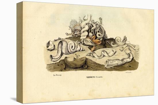 Worm Snails, 1863-79-Raimundo Petraroja-Premier Image Canvas