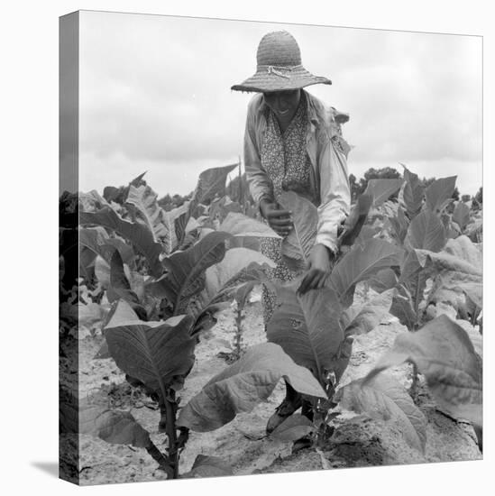 Worming the tobacco, Wake County, North Carolina, 1939-Dorothea Lange-Premier Image Canvas