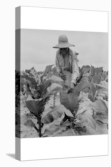 Worming Tobacco-Dorothea Lange-Stretched Canvas