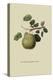 Wormsley Bergamot Pear-William Hooker-Stretched Canvas