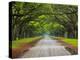 Wormsloe Plantation, Savannah, Georgia, USA-Joanne Wells-Premier Image Canvas